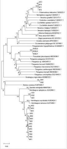 Figure-3: Phylogram of Indonesian catfish based on the cytochrome B nucleotides sequence.