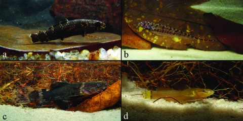 Fig. 3 The fish fauna associated with kinon banks is dominated by species of characins (Characiformes), catfishes (Siluriformes) and electric knife fishes (Gymnotiformes). Some of the more common and abundant species in our samples were the following: (a) Elachocharax pulcher, Crenuchidae; (b) Hypopygus lepturus, Hypopomidae; (c) Batrochoglanis raninus, Pseudopimelodidae; and (d) Brachyglanis microphthalmus, Heptapteridae.