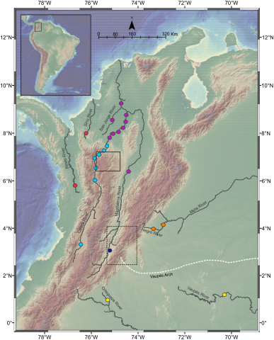 Figure 1: Sampling localities of Pseudopimelodus species in different trans- and cis-Andean rivers in Colombia. Hydrographical sub-zones are denoted by colored circles : Magdalena River-upper sector (dark blue), Magdalena River middle and lower sectors, Cauca River- lower sectors and San Jorge River (purple), Cauca River-upper and middle sectors (light blue), Caribbean drainage - Atrato River and Sinú River (red), Amazon River basin (yellow), Orinoco River basin (orange). Location of Antioquian Plateau in the northern Central Cordillera (solid square), Garzón Massif at the southern tip of the Eastern Cordillera (doted rectangle) and Vaupés Arch (white dashed line) are shown. Map image layer by NOAA National Centers for Environmental Information (NCEI).