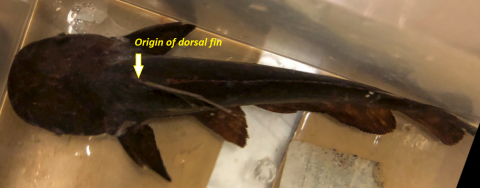 wallacei dorsal.png