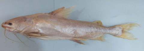 Albino Nemapteryx caelata (40 cm TL, fresh condition) caught off Mumbai
