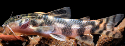 Figure 6. Live specimen of Aspidoras azaghal, new species, from a stream tributary to the Igarapé do Pontal, lower rio Xingu basin, Altamira, Pará, Brazil, showing general color pattern in lateral view. Photograph: Adriano Gambarini.