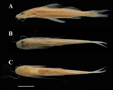 Figure 1. Mastiglanis yaguas, new species, MUSM 66612, holotype, 49.1 mm SL, (A) Lateral view of right side (image flipped), (B) Dorsal view, (C) Ventral view. Bar = 1 cm.