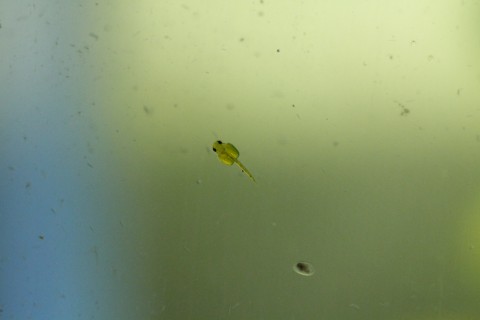 Newly hatched larval fish