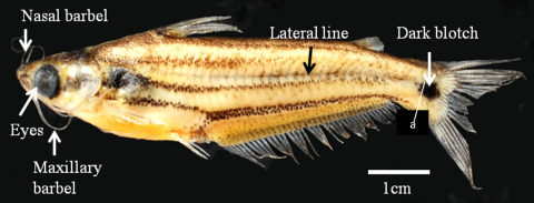 Fig 1. Photograph of Pachypterus atherinoides (Bloch 1974) showing 4 longitudinal stripes of black spots present on<br />flank. A black spot is also visible on the base of caudal fin. Four pairs of barbs are prominent