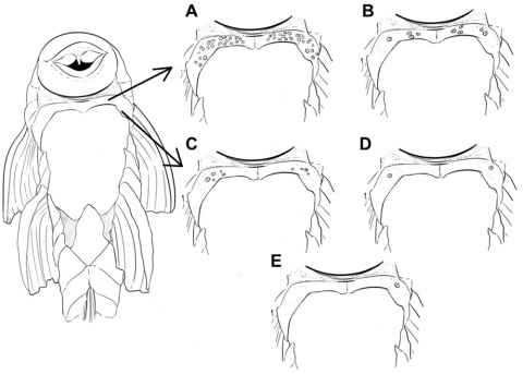 Fig 7. Schematic drawing of anterior abdominal plate variation in specimens of Pareiorhaphis hystrix. (A) Passo Fundo; (B) Chapecó; (C) Middle Uruguay; (D) Canoas; (E) Ijuí