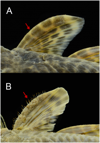 Fig 5. Variation in development of pectoral-fin spine odontodes of males of Pareiorhaphis hystrix. (A) short, Middle Uruguay; (B) long, Middle Antas. Arrows indicate the odontodes.