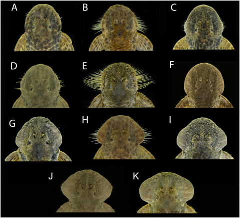 Fig 4. Variation in development of cheek fleshy lobe and associated odontodes of males of Pareiorhaphis hystrix. (A) Chapecó; (B) Ijuí; (C) Middle Uruguay; (D) Passo Fundo; (E) Middle Antas; (F) Canoas; (G) Prata; (H) Ijuí; (I) Upper Antas; (J) Middle Antas; (K) Upper Antas