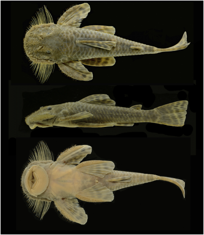 Fig 1. Pareiorhaphis hystrix, male, 99.2 mm SL in dorsal, lateral and ventral views. Middle Antas River, Taquari River basin