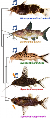 Figure 1. Pictures of the five mochokid species in a left lateral view. The colors used for the<br />species names are consistent throughout the figures. The music notes denote acoustic<br />species; the lightning bolts indicate species producing electric discharges. Picture of<br />Mochokiella paynei was modified with the friendly permission from www.amazon-exoticimport.<br />de. All other pictures courtesy of Wolfgang Gessl.