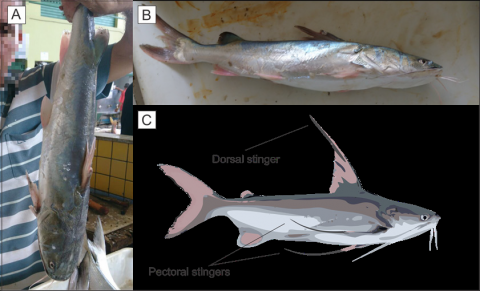 Figure 2. A and B. Bagre marinus, also known as the bagre branco or gafftopsail catfish. Detail: stingers were removed. C. Schematic diagram showing dorsal and pectoral stingers (Elaborated by the authors). Photos: Farias, LABG.