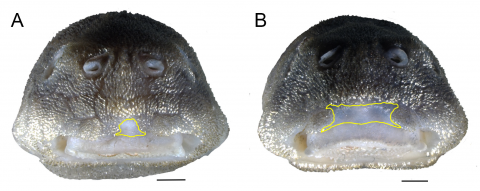 FIGURE 4 | Frontal view of snout tip showing a naked area without odontodes. A. Corumbataia acanthodela, LBP 19095, paratype; B. Corumbataia cuestae, LBP 1309. Scale bars = 1 mm.