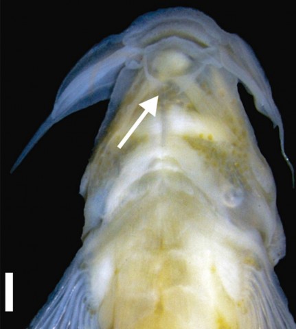 Figure 2. Ventral view of holotype of Microcambeva bendego, new species, holotype, MNRJ 52042, 28.1 mm SL, white arrow indicates the finger-like projections. Scale bar: 1.0mm.