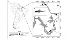 Figure 2. Species occurrence area in the current overlap of the stretch: (A) Distribution of the occurrence points of the three hypothetical populations: Gorgulho da Rita, Volta Grande and Belo Monte; (B) Illustrative image of Hypancistrus zebra.