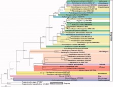 Figure 1. Phylogenetic tree of bagrid catfishes based on mitochondrial protein-coding gene sequences. The ML tree of 41 bagrids reconstructed from the 13 PCG sequences with the best-fit partitioning scheme is shown. *indicates Tachysurus nudiceps of which mtDNA was sequenced in this study. The partitioning scheme and optimal substitution models for the selected partitions were estimated by IQ-tree (partition 1 = ATP6 + Cytb + ND1-5 with substitution model GTR + F+G + I, partition 2 = ATP8 + CO1-3 with GTR + F+G + I, and partition 3 = ND6 with HKY + F+I + G4). The numbers at the nodes indicate nonparametric ML Bootstrap values (left) calibrated by 1,000 pseudo replicates and Bayesian Post Probabilities (right) calibrated by four independent MCMC runs for 10 million generations (sampling frequency is one per 1,000 generations) without first one million samples (i.e. 10% burn-in). Two Pangasianodon species (family Pangasiidae) were used as the outgroup. The scientific names were followed to FishBase (Froese and Pauly 2021).