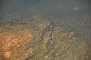 Cichlid fry graze among the stones