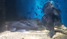 Baryancistrus beggini from Freshwater Exotics, day after arrival.jpg