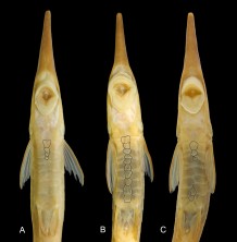 FIGURE 3. Gular region and variation of abdominal plates in specimens, ventral view of Farlowella wuyjugu . A. MPEG 26178, 143.4 mm SL; B. INPA 59894, 128.9 mm SL; C. MPEG 12684, 125mm SL.