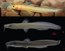 Figure 2. Lateral view of Heptapterus mustelinus from the coastal streams of the Mampituba River A leucistic individual in life (54.74 mm SL), UNICTIO 2396 B leucistic individual fixed (112.8mm SL), UNICTIO 2035-2 C Individual with regular pattern color (87.7 mm SL), UNICTIO 2395-9. (CC BY 4.0)