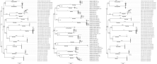 A Neighbor-Joining (NJ) tree of COI genes for thirteen catfish species (left) based on K2P with 1000 bootstrap replicates; (middle) along with reference sequences obtained from NCBI based on K2P<br />with 1000 bootstrap replicates; and (right) based on K2P with 1000 bootstrap replicates from BOLD Systems.