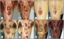 Fig. 1. Sex and species-specific shape of the urogenital papilla in four species of Synodnotis spp. from Lake Tanganyika. a) S. irsace female. b) S. irsacae male. c) S. multipunctatus female. d) S. multipunctatus male. e) S. petricola female. f) S. petricola male. g) S. polli female. h) S. polli male. Similarly sized individuals of each sex were photographed. Captive-bred individuals with well-developed sexual characters and known sex were photographed (photo Radim Blažek).