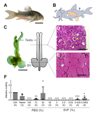 sperm drinking.png (426.84 KiB) Viewed 330 times Fig. 1. Male reproductive organs related to reproduction and the<br />function of seminal vesicle fluid (SVF) in Corydoras aeneus.<br />(A) Photograph of an adult male C. aeneus. Scale bar: 1 cm. (B) Illustration of<br />sperm drinking, a reproductive behavior in Corydoras spp. The white duct in<br />the female is the gastrointestinal tract, and the upper yellow sac is the ovary.<br />In sperm drinking, Corydoras sperm migrate through the female<br />gastrointestinal duct and fertilize the eggs at an external place between the<br />pelvic fins. (C) Morphology of the male reproductive organ of Corydoras.<br />Photograph (left) and diagram (right) of the male reproductive organ. Dashed<br />lines on the diagram indicate the histological location of the testis and seminal<br />vesicle (SV). Scale bar: 2 mm. (D) Hematoxylin and eosin (HE) staining of the<br />testis. Scale bar: 200 μm. Yellow arrowhead indicates spermatozoa in a cyst.<br />(E) HE staining of the seminal vesicles. Scale bar: 200 μm. White arrowhead<br />indicates secretory epithelium and asterisk indicates eosin-positive SVF<br />inside the epithelium. (F) Corydoras sperm motility in Hepes buffer, PBS<br />buffer or SVF at different dilutions. Sperm motility values were normalized to<br />the number of motile spermatozoa in the control condition using distilled water<br />(DW). Independent experiments were performed using spermatozoa collected<br />from different Corydoras males. PBS solution was undiluted (100% PBS), or<br />diluted to 75% PBS and 50% PBS with DW; 50% SVF in DW was undiluted<br />(50% SVF), or diluted to 5% SVF, 0.5% SVF, 0.05% SVF, 0.005% SVF and<br />0.0005% SVF. Data are means+s.d. Numbers in parentheses are number of<br />male C. aeneus examined. Unpaired two-tailed Student’s t-test was<br />conducted (*P<0.05, **P<0.01, ***P<0.001 versus DW).