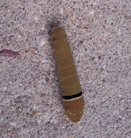 Papilio multicaudata caterpillar