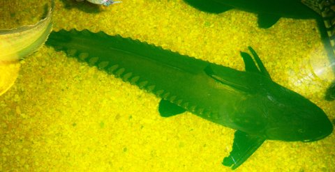 New O. niger named Hoover, ~3' from Shark Aquarium, Hillside NJ (greater NYC)