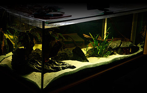 keep four S.murinus + four small L75 &quot;Tapajos&quot; together with 4 Geophagus cf. abalios in this tank (160x70x60high)