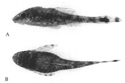 Otothyris lophophanes, from: Garavello, Britski &amp; Schaefer (1998). Their figure 3