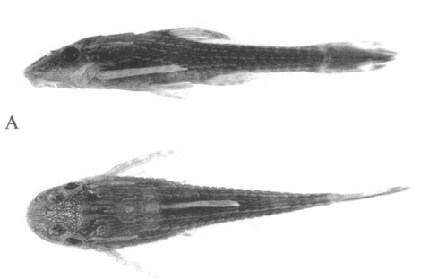 Otothyris rostrata, from: Garavello, Britski &amp; Schaefer (1998). Their figure 5