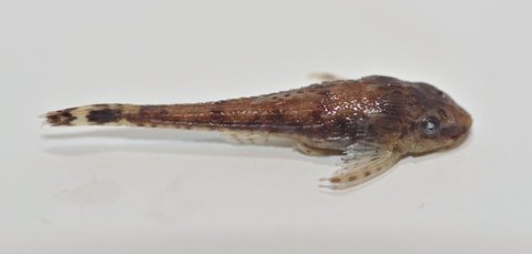 Otothyris lophophanes (NRM 33657). 25 mm SL. dorsolateral view.