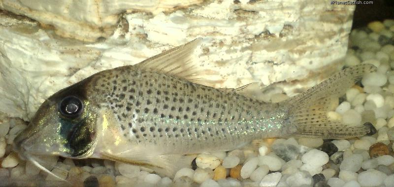 Corydoras iiap