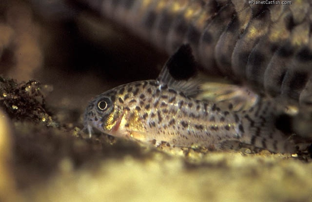 Hoplisoma copei