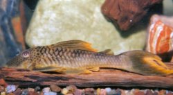 Ancistomus cf. snethlageae - Click for species page