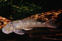 Chaetostoma dorsale - Click for species page
